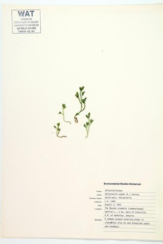 Spike-moss; Hidden Spikemoss;  Selaginella specimen